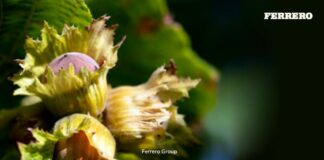 Da Ferrero impegno per sostenibilità, al 2030 emissioni attività -50%