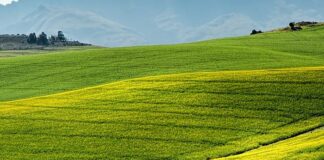 In Emilia Romagna agricoltura chiude 2020 con valore produzione 4,5 mld