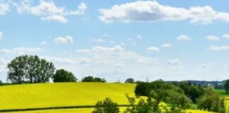 Miglioramenti ambientali, bando regione Basilicata per agricoltori