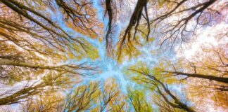 Due foreste vetuste tra patrimoni mondiali dell’umanità