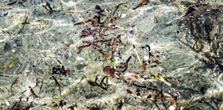 Marche, progetto pilota in crowfunding per bonifica mare da plastica