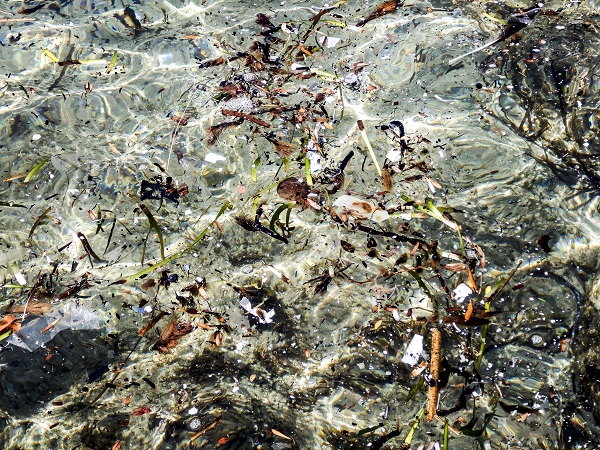 SARDEGNA INQUINAMENTO DA MICROPLASTICHE NEL MARE