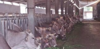 Dopo incendi è allarme per cibo animali, Sardegna vara misure urgenti