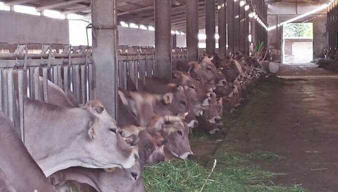 Dopo incendi è allarme per cibo animali, Sardegna vara misure urgenti
