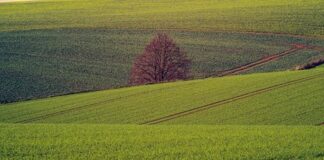 Zannier “Con 25 mln sosteniamo comparto agricolo in Friuli”