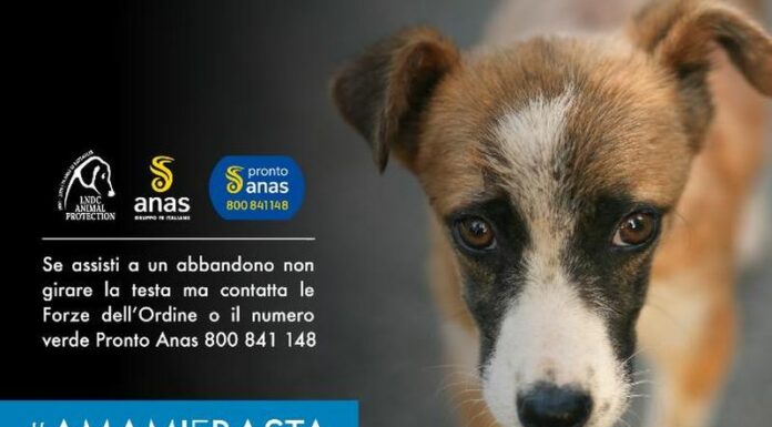 Anas e Lndc contro abbandono animali e randagismo