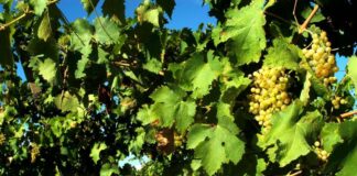 Confagricoltura, vendemmia sempre più in balia degli eventi climatici