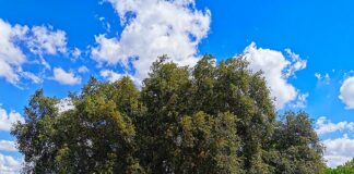 Puglia, Piemontese “2,3 mln per riqualificazione Torremaggiore”