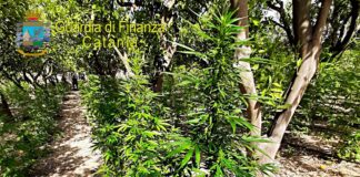 Catania, nell’agrumeto coltivava canapa indiana. Arrestato 27enne