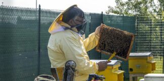 Da Regione E.Romagna 800mila euro per salvaguardia alveari e miele