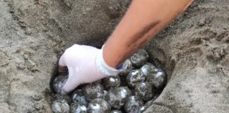 Tartarughe marine, record di nidificazioni per la Caretta caretta