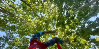 Emilia Romagna, da Regione fondi per gestione alberi monumentali