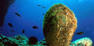 Sardegna, multati per 4.000 euro turisti che avevano pescato “nacchere”