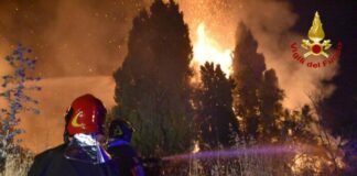 Incendi, Aidaa “Oltre 2 mila i cani arsi vivi”