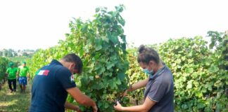 Vino, in Lombardia vendemmia al via con -15% uva