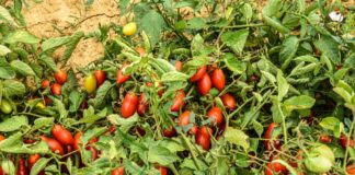Emergenza pomodoro, assessori agricoltura Sud scrivono a Patuanelli