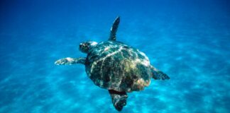 Oltre 400 tartarughe marine nate in provincia di Siracusa