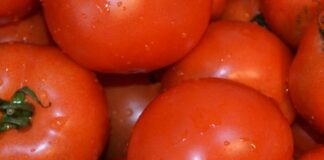 Pomodoro, Battistoni (Mipaaf) “Conserve Italia punto di riferimento”