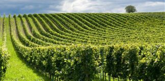 Piemonte, pubblicata graduatoria per superfici viticole Barbera d’Asti