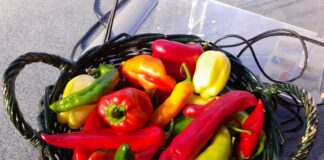 Ricostruita la storia evolutiva di peperoni e peperoncini