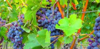 Allerta meteo nei campi, Confagricoltura “Vendemmia a rischio”
