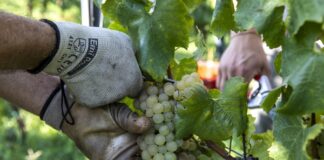 Prosecco, da Regione Veneto ok ad attingimento a Glera