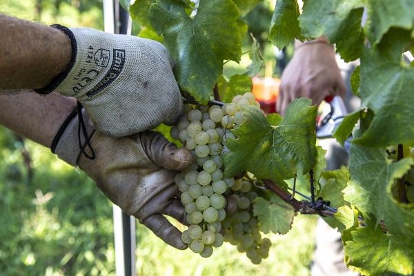 VENDEMMIA 2020 CANTINA IL NETTARE DEI SANTI