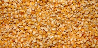 Mais, nel 2021 cali produttivi ma buona qualità