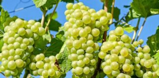 Viticoltura, Regione Fvg vicina a produttori che ampliano collaborazioni