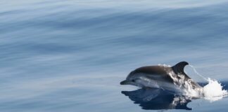 In Sardegna una spedizione per aggiornare ricerche su cetacei e squali