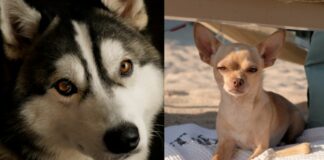 Giornata mondiale del cane, il migliore amico dell’uomo star dei social