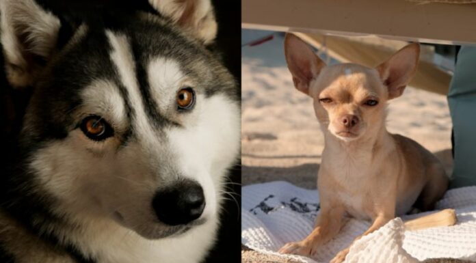 Giornata mondiale del cane, il migliore amico dell’uomo star dei social