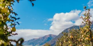 In Lombardia -23% produzione mele per gelate primavera