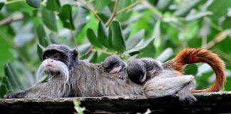 Al Bioparco di Roma nati due tamarini imperatore