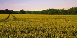 Sostenibilità, fondamentale il contributo delle aziende agricole