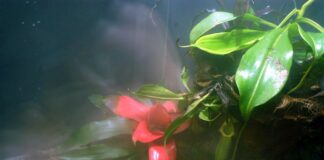 Negoziati Onu sulla biodiversità, Wwf “Serve subito un accordo”