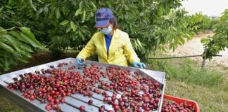 Agricoltura, in Veneto lotta biologica al moscerino della ciliegia