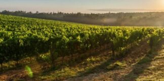 Al via AgriFormChianti per aspiranti contadini in Toscana