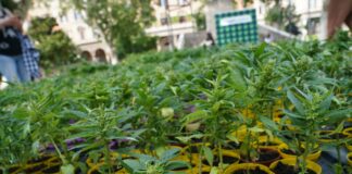 Cannabis, primo via libera alla coltivazione in casa fino a 4 piante