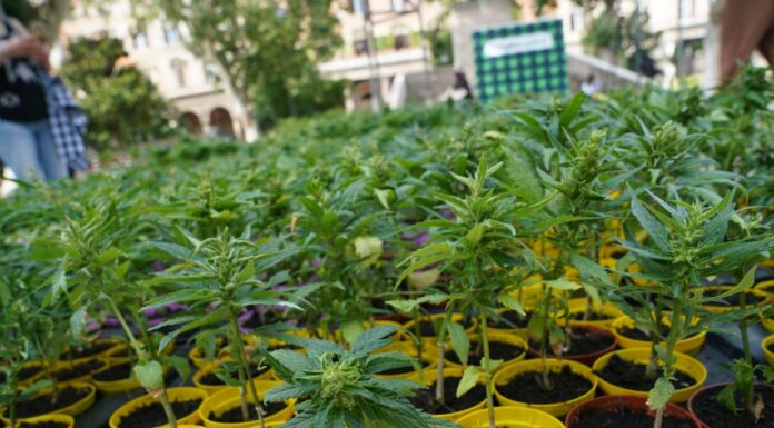 Cannabis, primo via libera alla coltivazione in casa fino a 4 piante