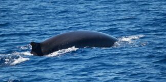 Il rumore antropico nel mare deleterio per i cetacei