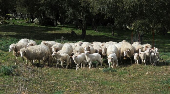 Blue Tongue colpisce ovini Sardegna, Regione incontra allevatori