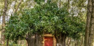 La casa di Winnie the Pooh è disponibile su Airbnb