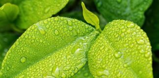 Trieste Next, Roberti “Scienza guidi politica verso transizione green”