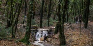 Dalla Regione Toscana altri 25 milioni per le foreste