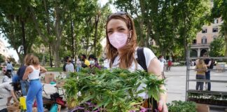 Cannabis, raggiunte 500.000 firme per referendum legalizzazione