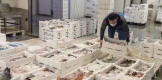 Oltre 11 milioni di Euro dal FEAMP per la pesca del Veneto