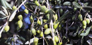 Per l’olio un’annata ancora al di sotto delle potenzialità