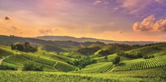 Agricoltura, Ue lancia la giornata annuale della produzione biologica