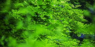 Arbolia, intesa con Commissario Bonifiche per nuovi boschi urbani